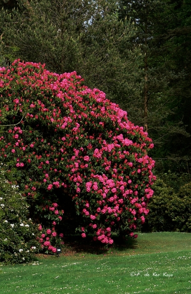 Bois des Moutiers (156) Mai 2012